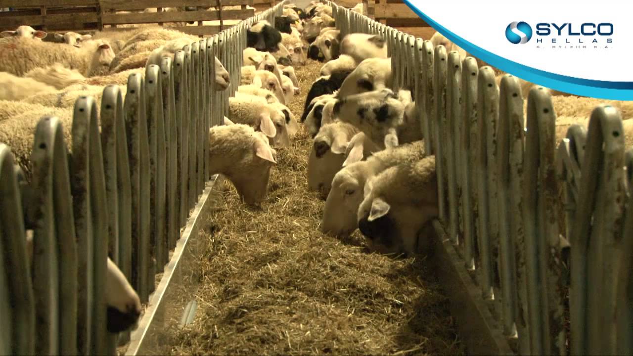 feeding belt for sheep and goats