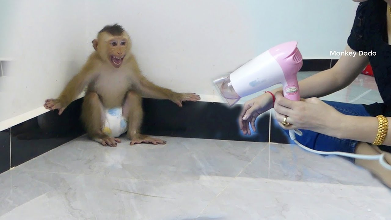 0hhGod!! Moly S-care Blow Dryer When Mom Use To Blow Him After Take Bath