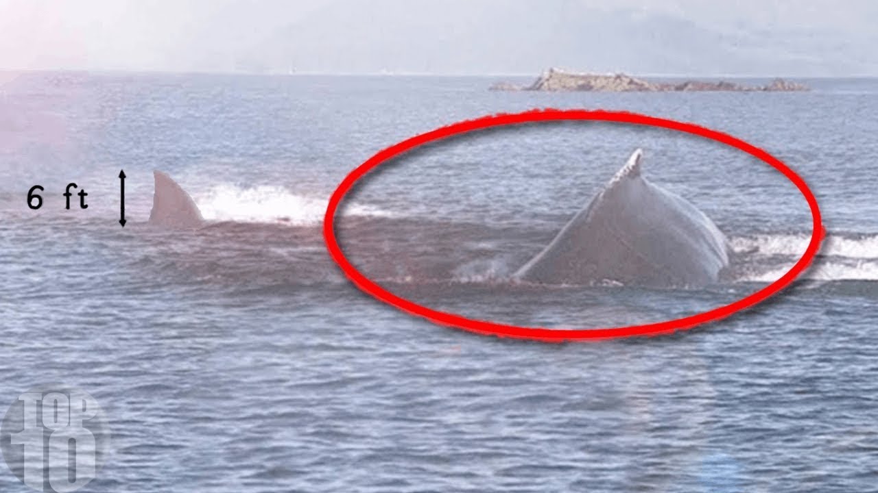 10 Megalodon Caught on Camera & Spotted In Real Life!
