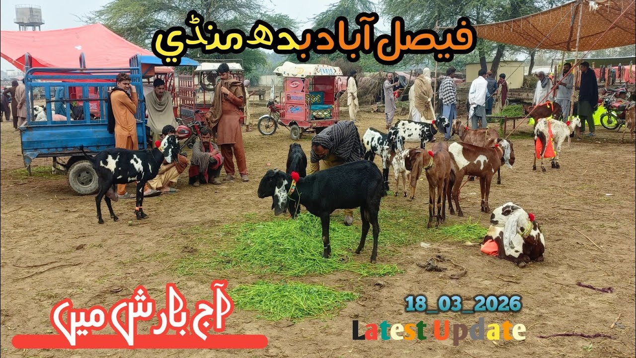 Faisalabad Janwar Mandi New Update || 18 March 2026 || By : Qasim Rizvi || 03045208043