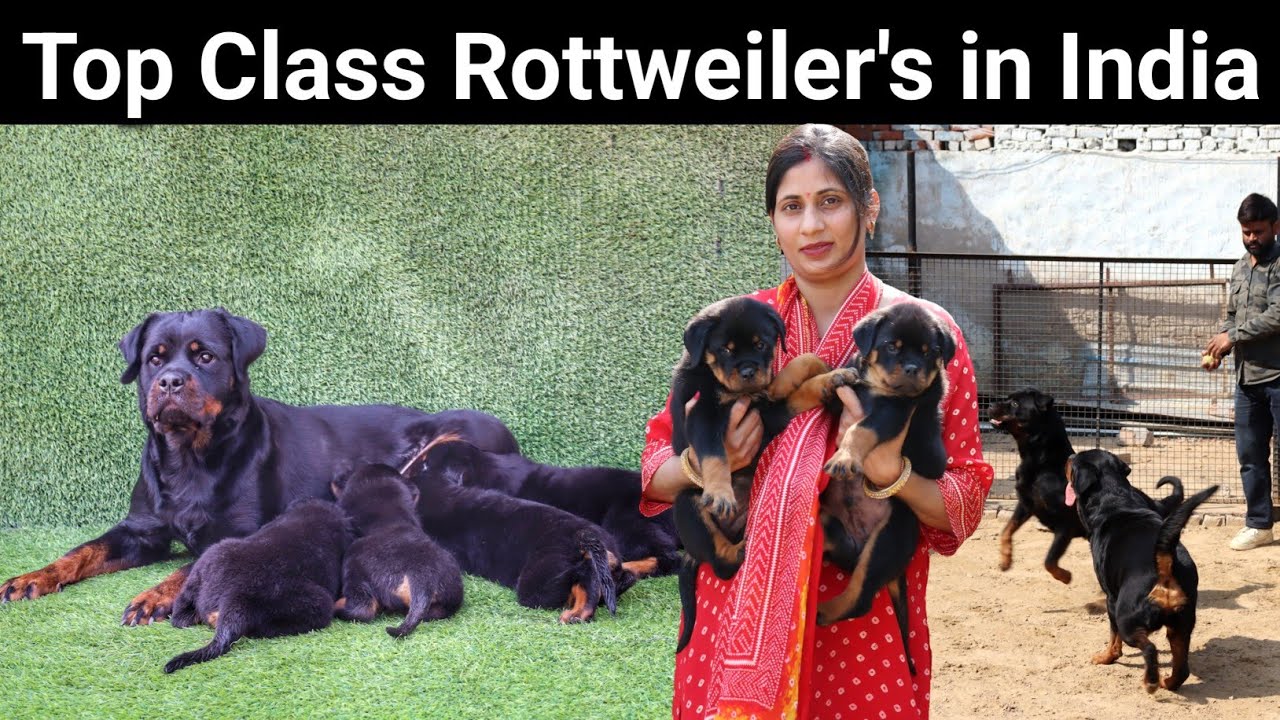 Top Quality Rottweiler's in India | Champion Rottweiler | Dog Farm