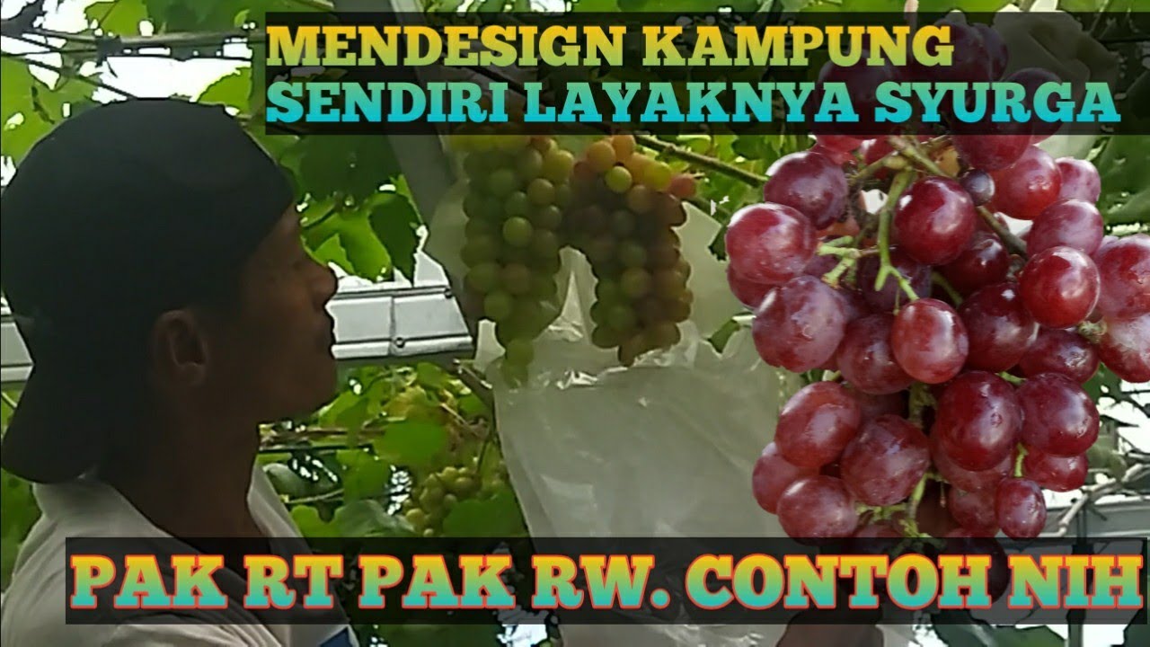 KAMPUNG ANGGUR, KOMPAK ⁉️ ( Inspirasi Pak  RT sama Pak RW)