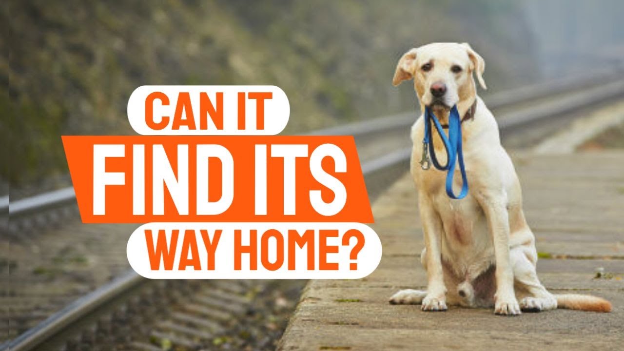 🐶🏡&iquest;If a DOG IS LOST, can it FIND its WAY home?