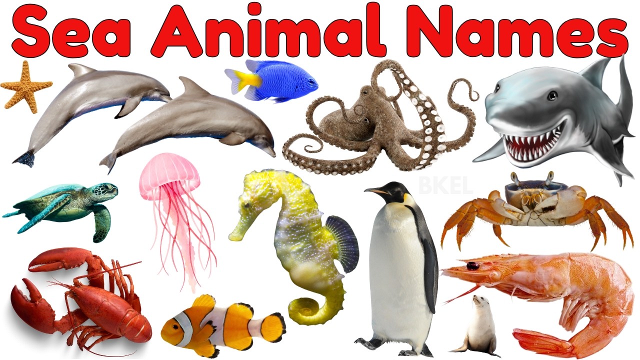 30 Amazing Sea Animals for Kids 🌊 | Educational Ocean Animals Video for Kids | Preschool Learning