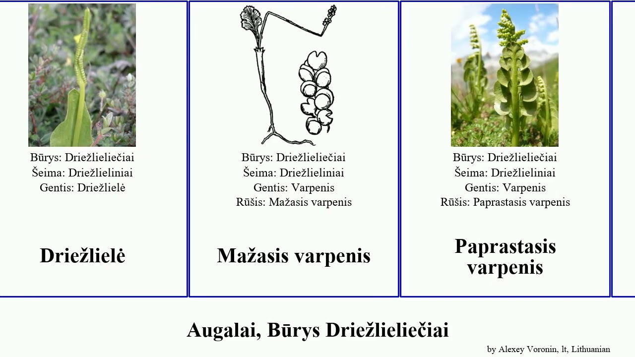 Augalai, Būrys Driežlieliečiai varpenis plants Floating Mažasis Driežlieliniai Home Brian Bolger