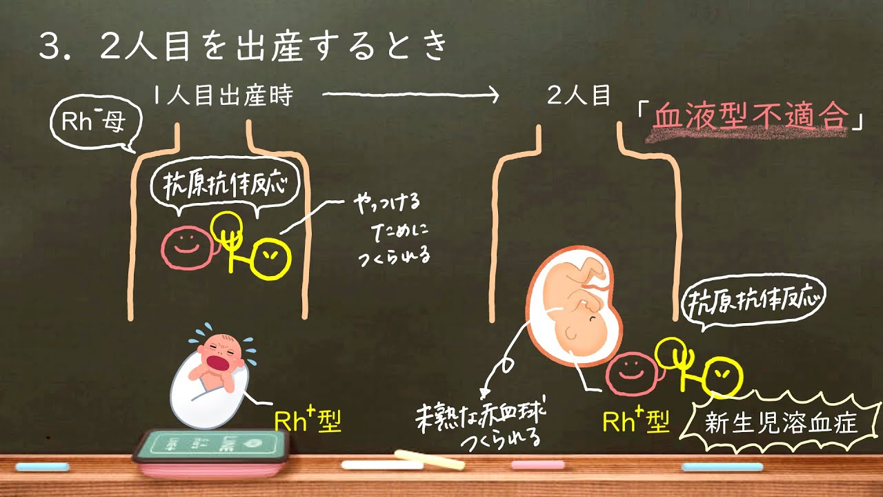 おうち生物　45. Rh式血液型　(高校生物)