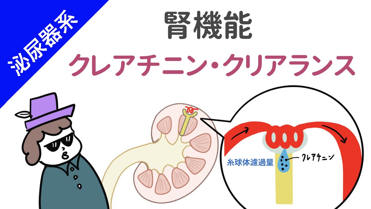 【腎臓】クレアチニン・クリアランスと血清クレアチニン