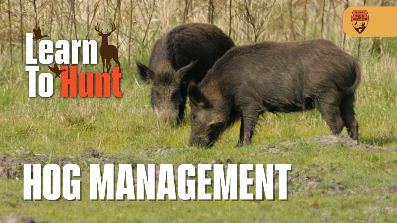 EP 7: Hog Management, ft. Jeff Pennington | Learn To Hunt