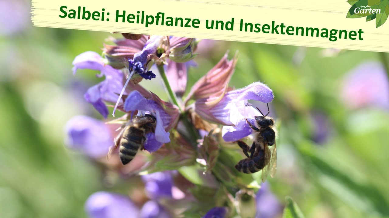Salbei – Artenvielfalt für den Garten | MDR Garten