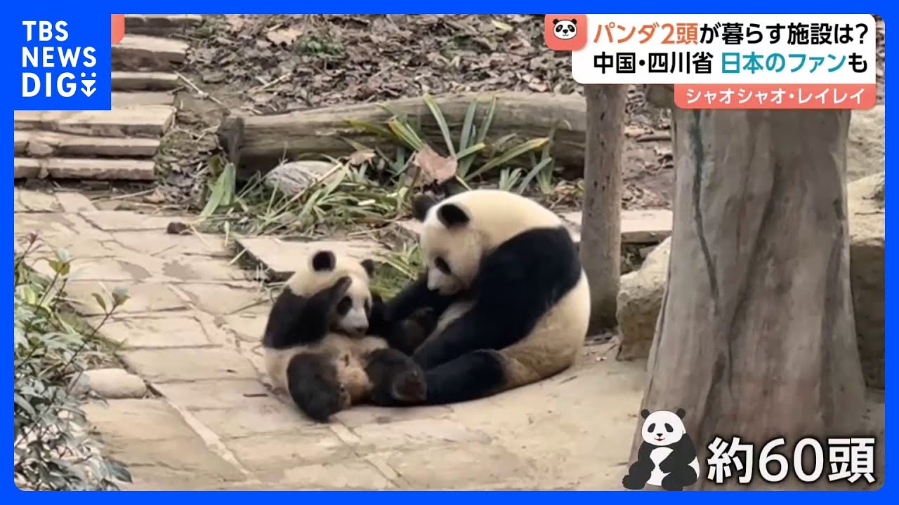 双子パンダ「シャオシャオ」「レイレイ」が暮らす中国・四川省「ジャイアントパンダ保護研究センター」とは？　日本から来たファン「無事に着くかどうかを見届けたい」｜TBS NEWS DIG