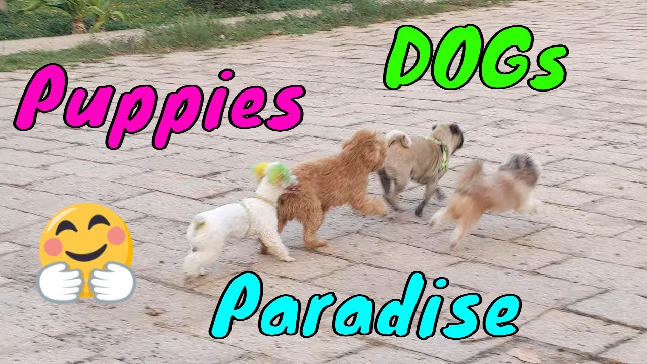 Yeah This Place is Dogs and Puppies's Paradise 4 | Viral Dog Puppy