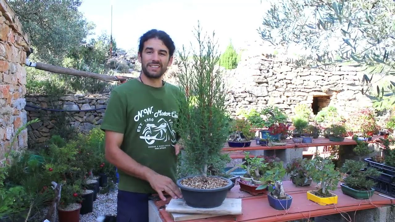 Bonsai de ciprés