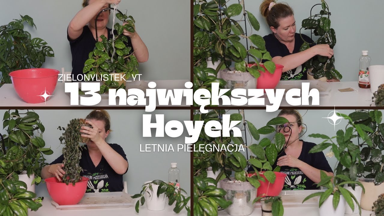 13 ciekawych odmian, każda inna * jak pielęgnować Hoje * Hoyowy roślinny maraton