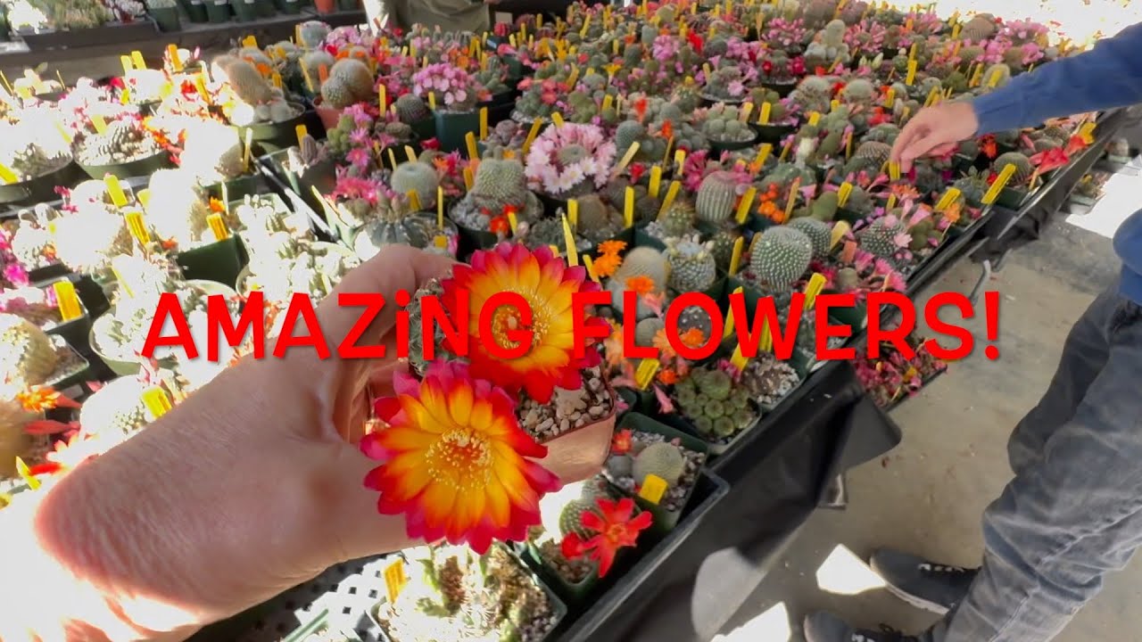 Sacramento cactus and succulent society show and sale