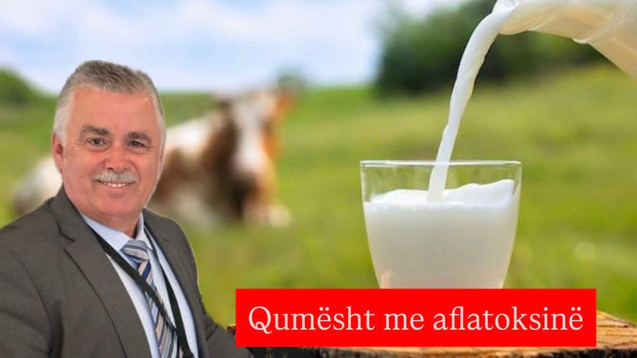 Alarm në Shqipëri, qumështi i kontaminuar me toksinë kancerogjene, fermerët përballë krizës