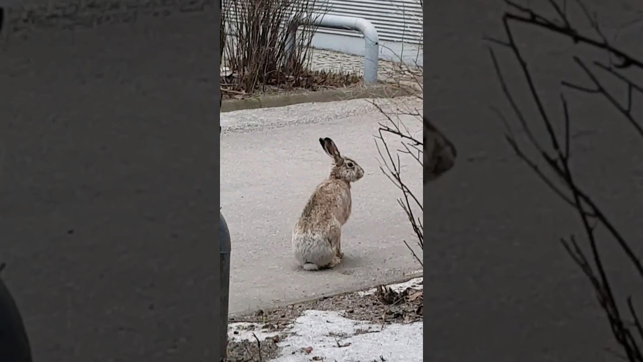 Easter Bunny in Finland😃 #easterbunny #bunny #shorts