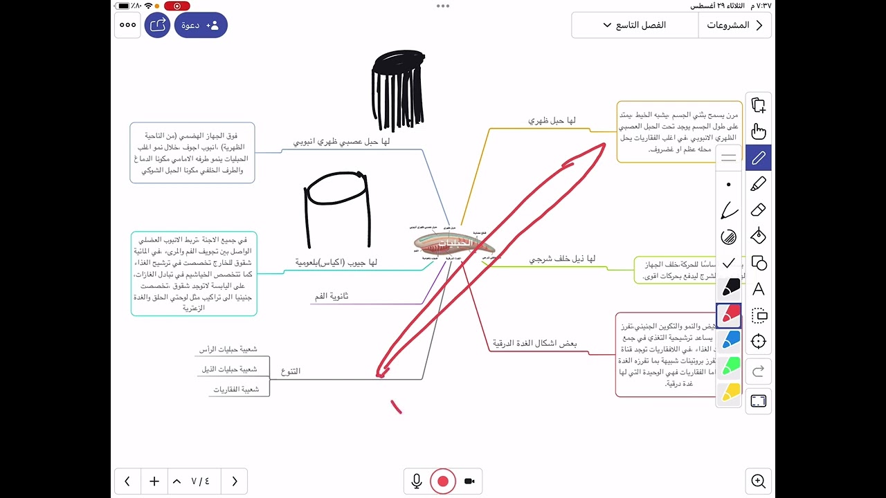 اللافقاريات الحبلية