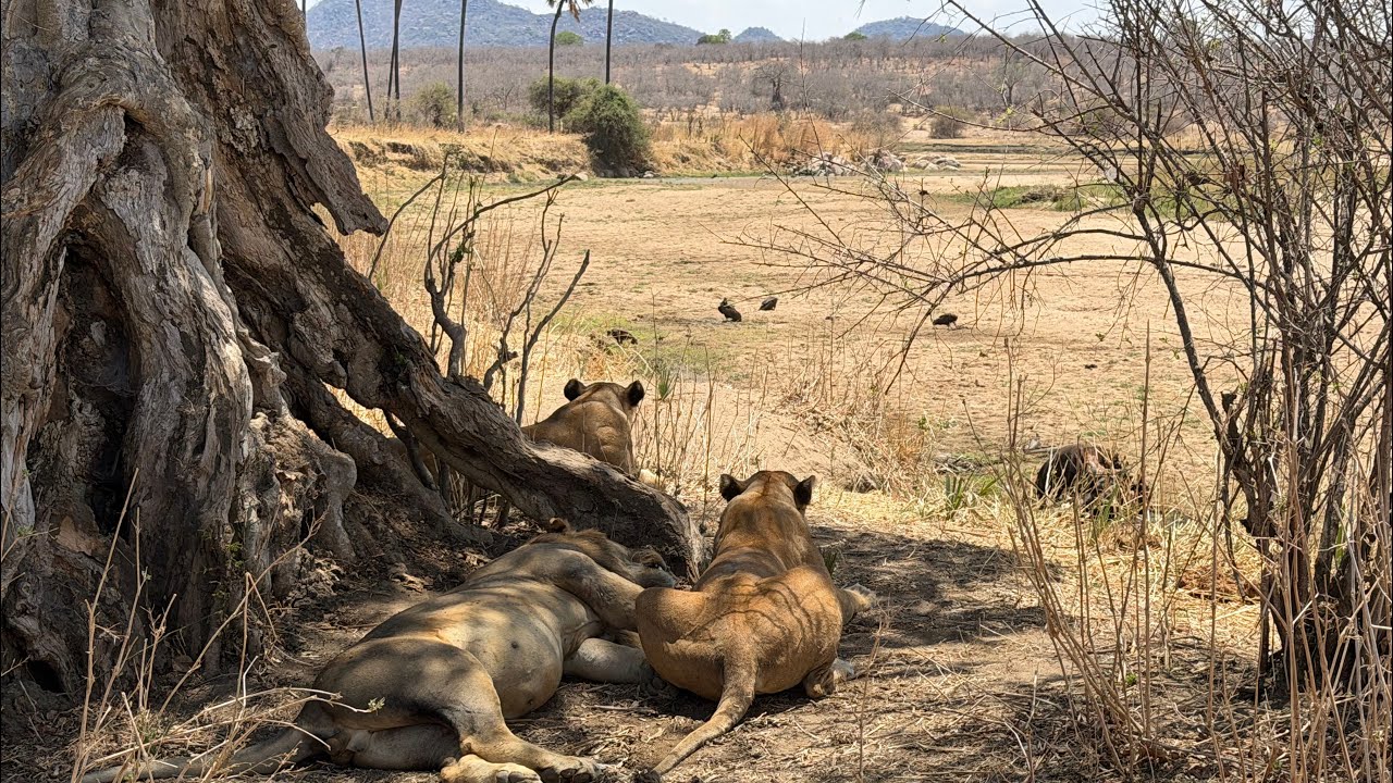 Ruaha National Park Tanzania 3rd Full Day Along Mdonya River Featuring Lions and Elephants