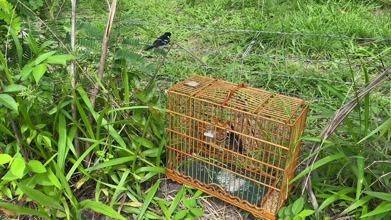 Criar e preservar 6 pegadas com a Shelby 🐦🫣