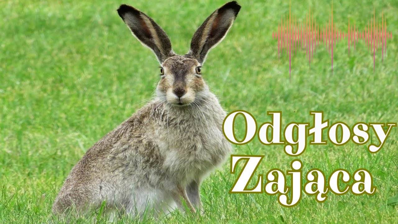 Zając / Odgłosy Zająca