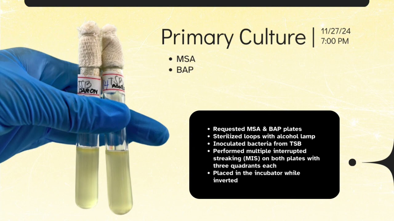 BACTERIOLOGY - Unknown Bacteria Project - Staphylococcus aureus