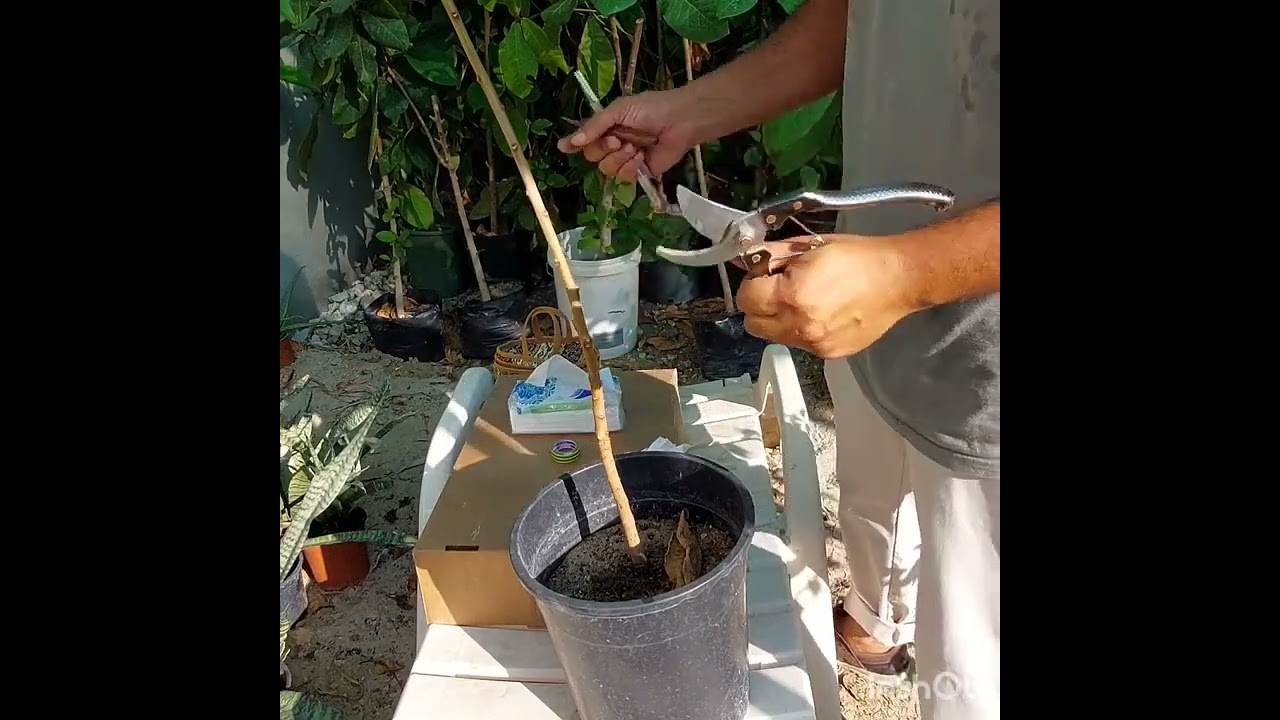 طريقة تطعيم اللوز البحريني