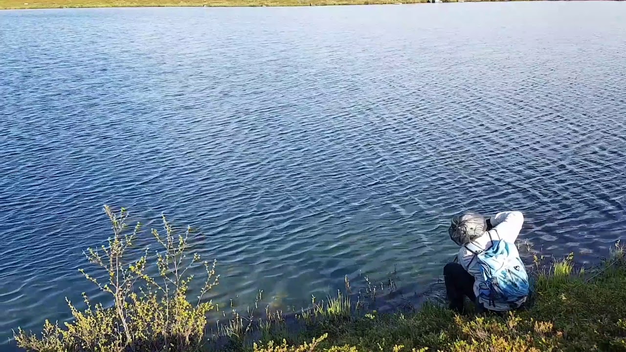 Ringvassøy-ørret med frekke farger