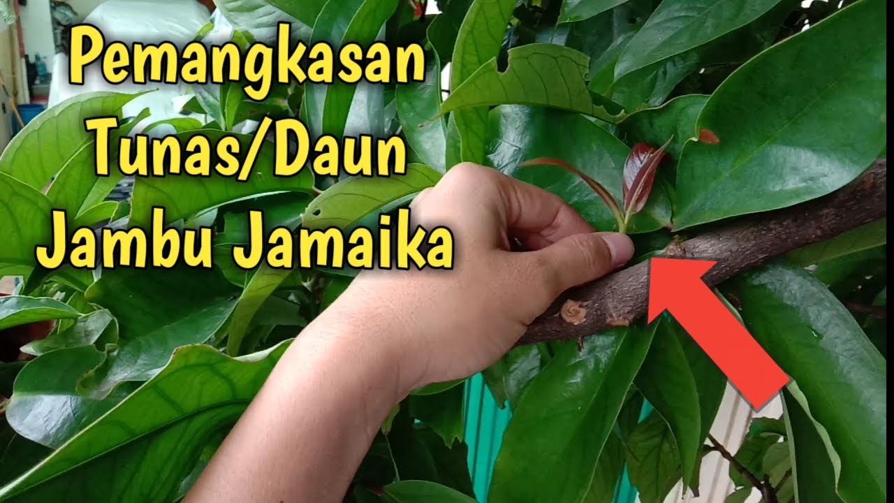 Teknik Pemangkasan Daun Jambu Jamaika Agar Berbuah Banyak