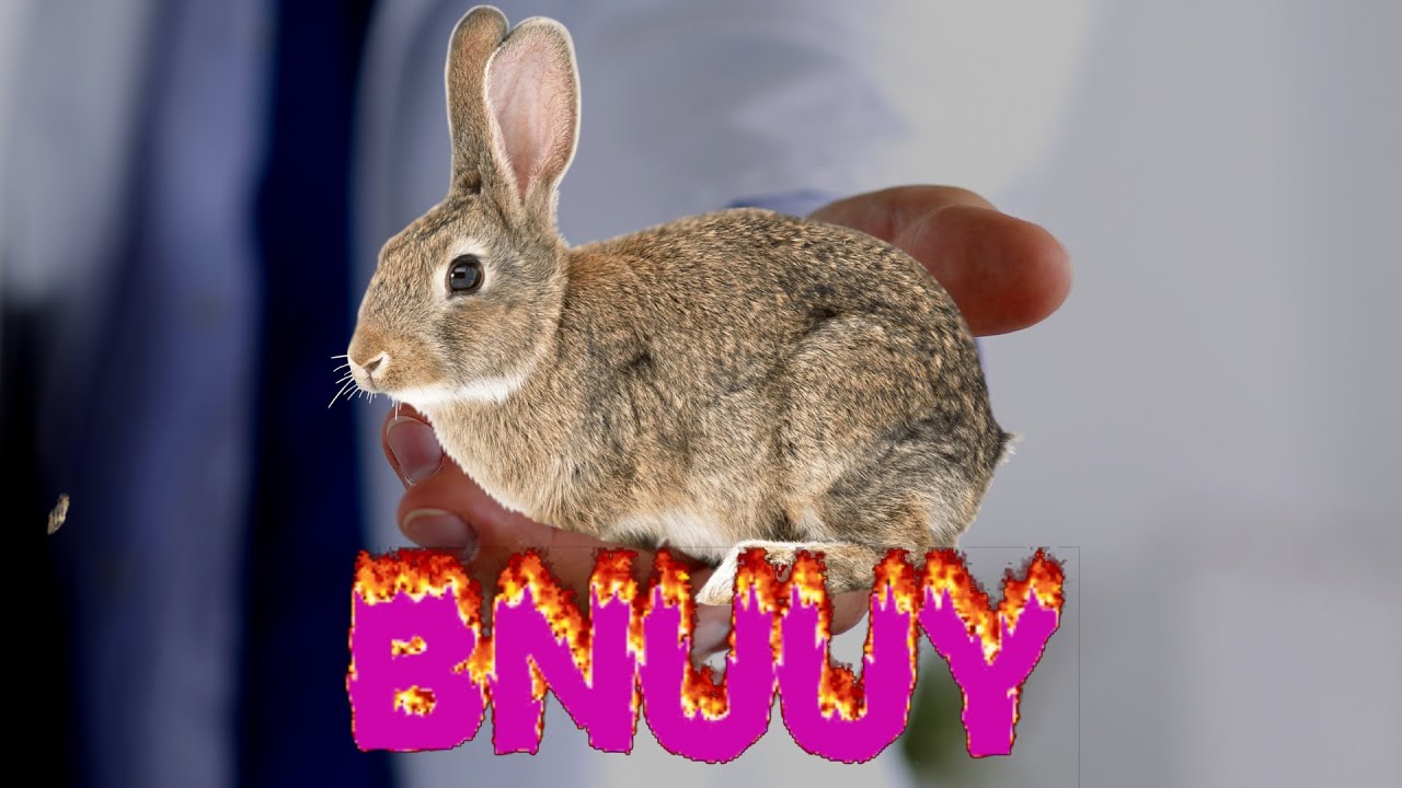 bnuuy