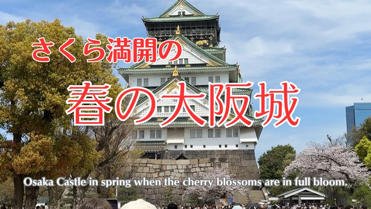 春の大阪城【さくら満開】