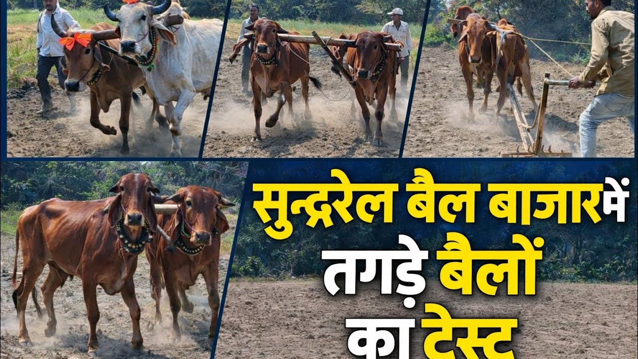 🔥सुन्दरेल बैल बाजार ! देखे तगड़े बैलों का टेस्ट ! किसान ऐसे पहचानते हैं असली ताकतवर बैल ! #trending 