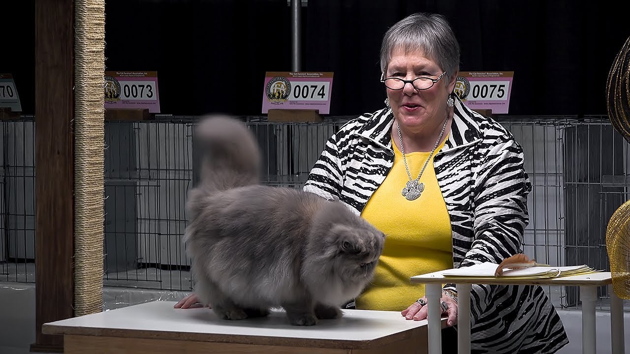 CFA International Cat Show 2017 - blue-cream Persian kitten