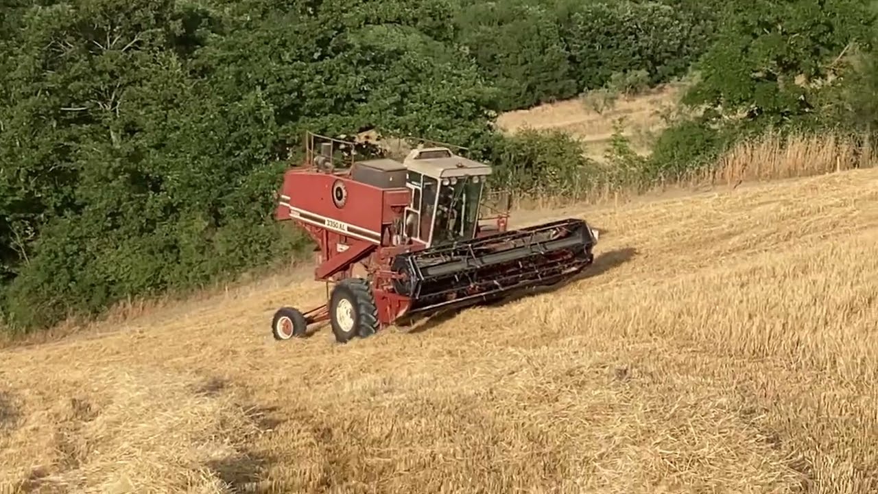 Trebbiatura con Fiat-Agri 3350 su orzo “consigli e registrazioni”