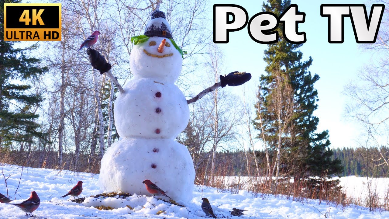 Day in the Life of a Snowman | Cat TV for Cats to Watch | Nature Sounds