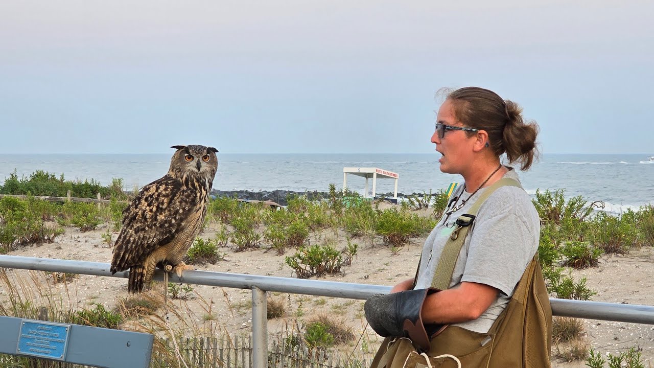 Owl, Bird Of Prey, Used To Control Seagull Problem In Ocean City, NJ