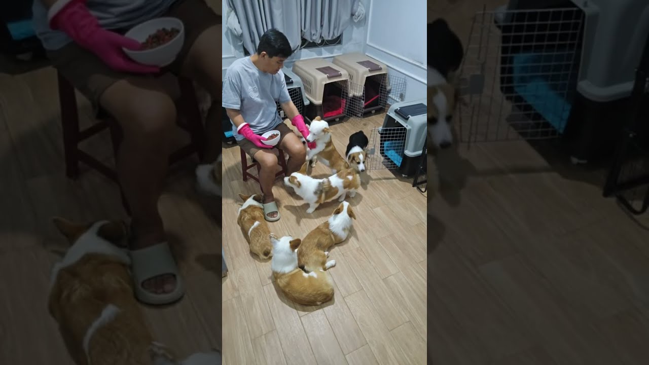🐶 코기TV | Corgi TV |코기 7남매 저녁훈련🐶 켄넬 들어가! 나와! 성공하면 저녁먹방 | Corgi Kennel Training