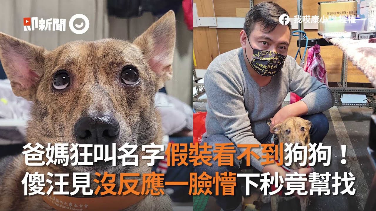 狂叫牠名字假裝看不到狗！傻汪超問號...下秒竟幫「找自己」｜寵物｜米克斯｜呆萌｜實測