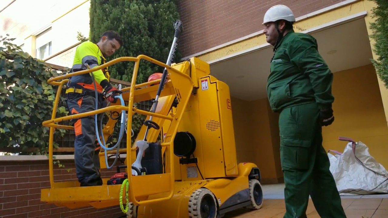 Como podar un ciprés alto - Jardinería profesional sierra de Madrid S.L.