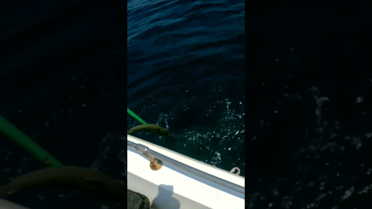 Catching Kingfish for Sashimi in Qatar #shorts #fishing #shortvideo #fish #shortsfeed #fishingvideo