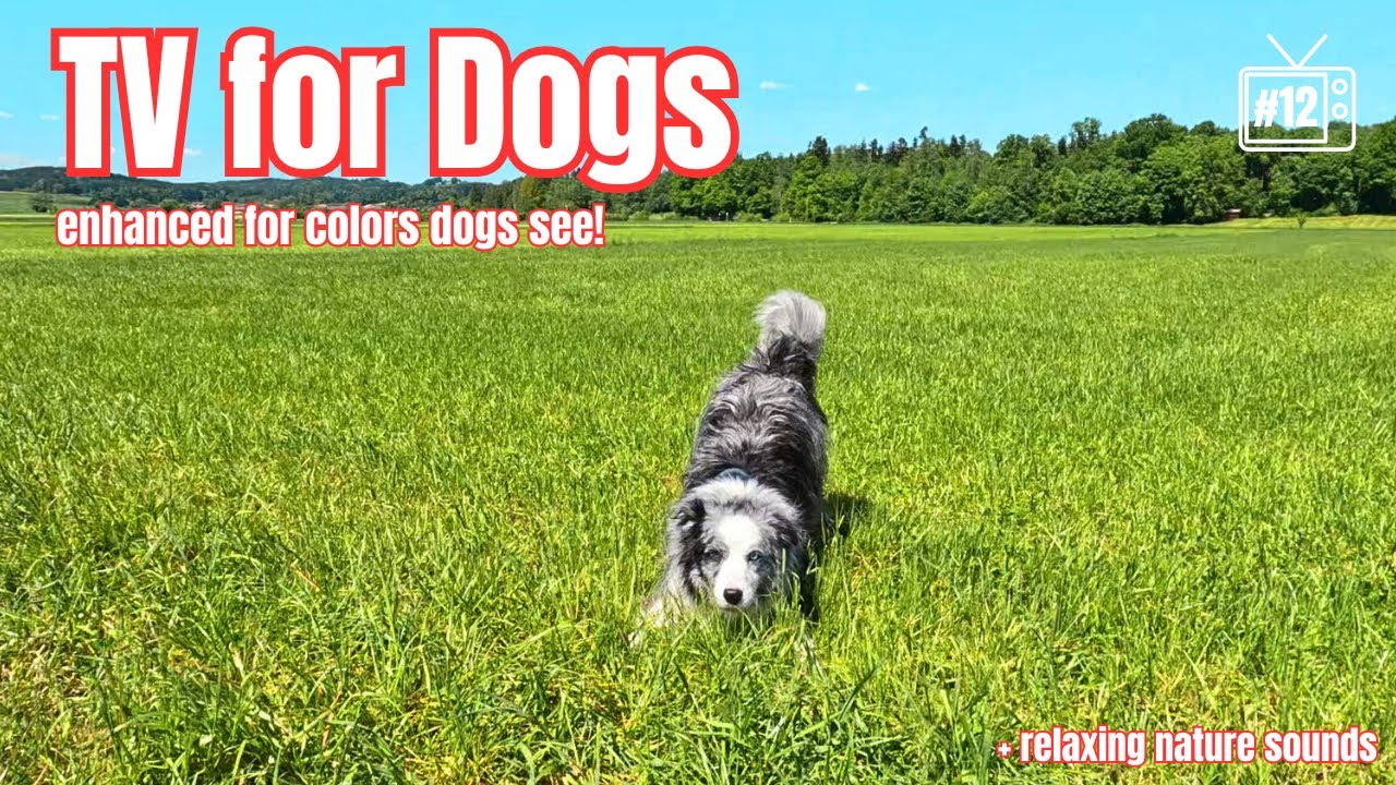 4K Dog TV: COLOR SCALED for Dog&rsquo;s Vision, Virtual SPRING Nature Walk, RELAXING Sounds (GoPro)