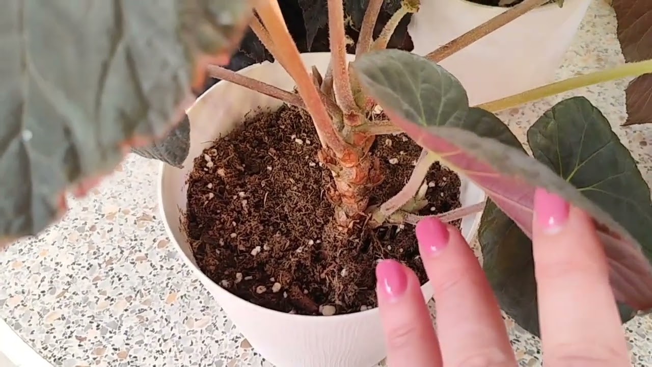 Природники и Кейн бегонии! 17.02.26🌱🌿☘️