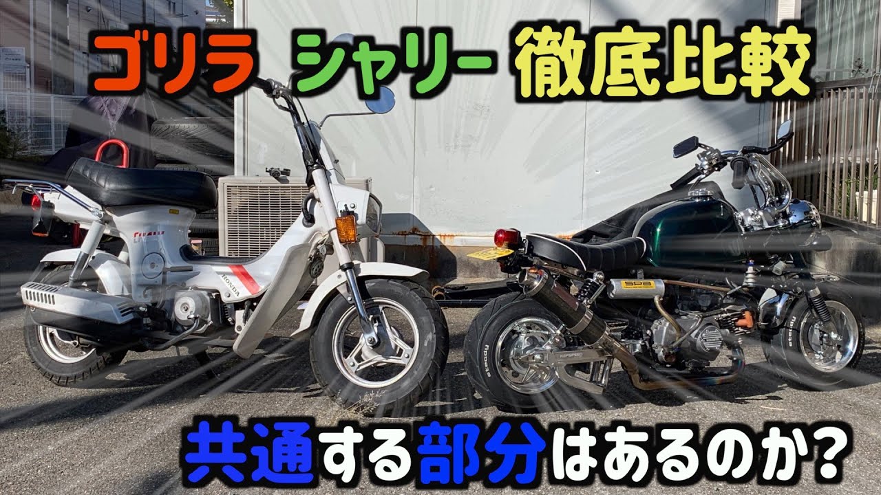 シャリー購入！！シャコタン太足ゴリラと徹底比較！