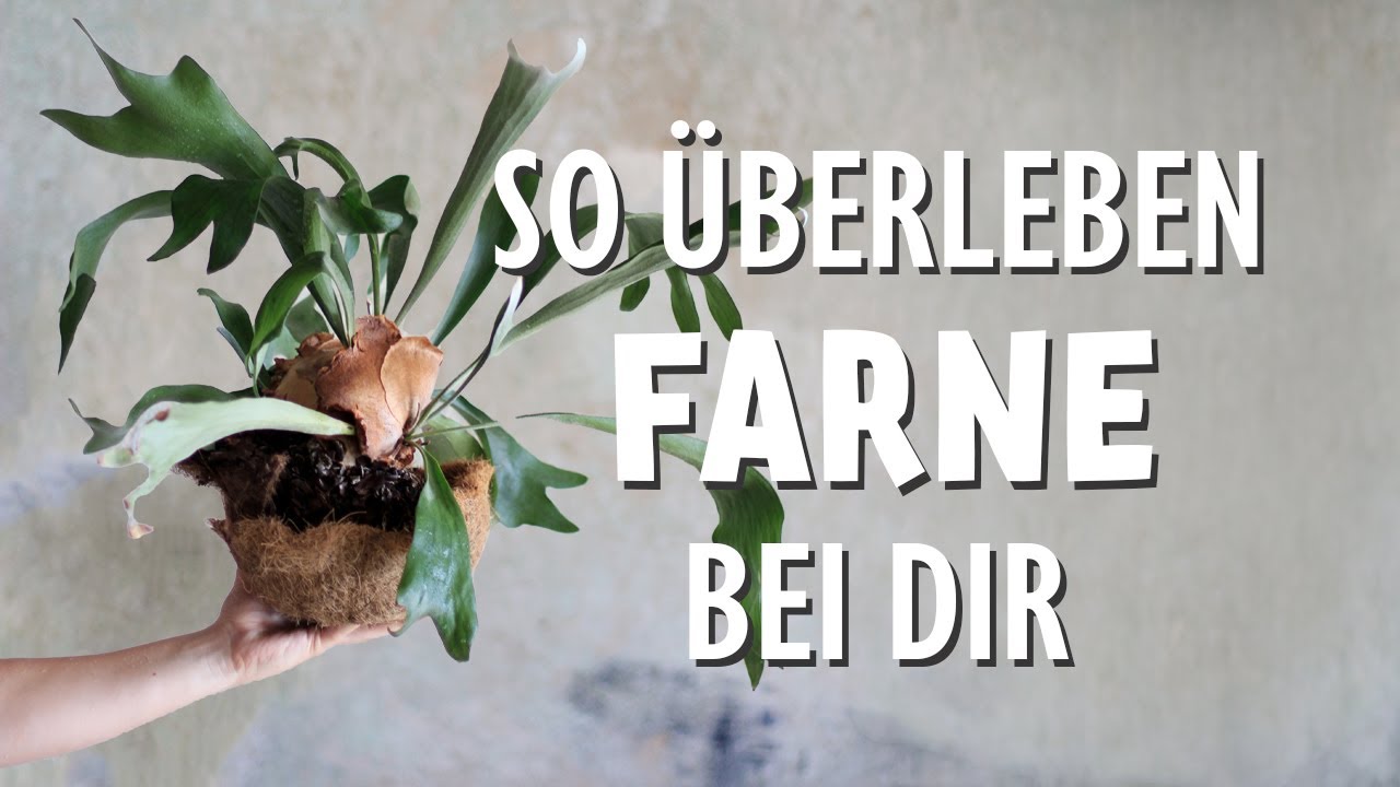 Farne als Zimmerpflanzen 🌿 DER Geheimtipp für einfache Pflege!