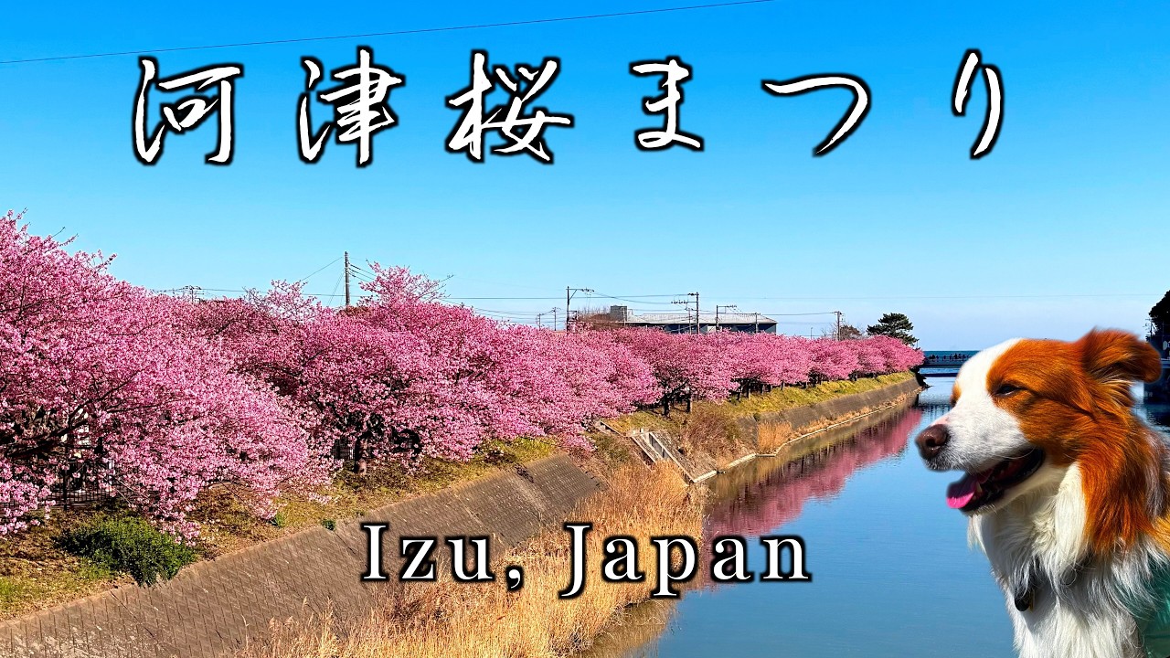 【伊豆観光｜白濱神社参拝と河津桜まつり2026】