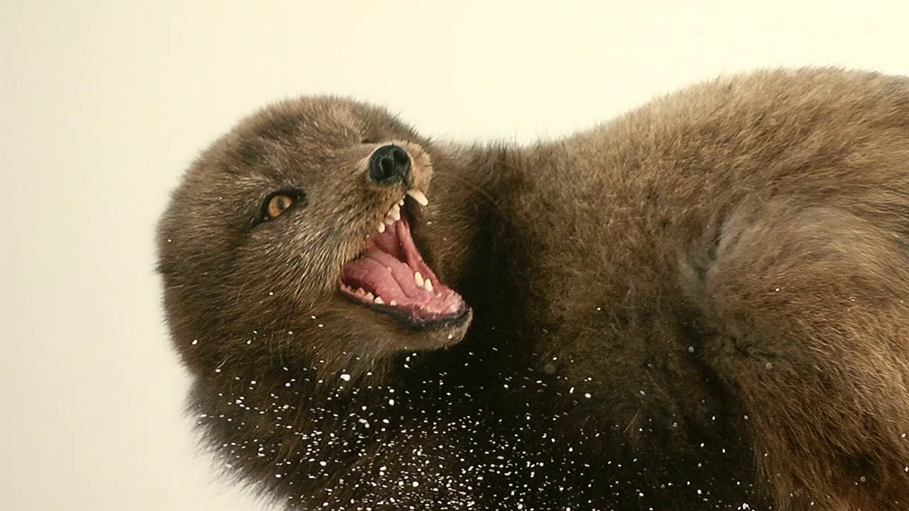 Erlend och Orsolya Haarberg Naturfotografiska - V&auml;stmanlands Television