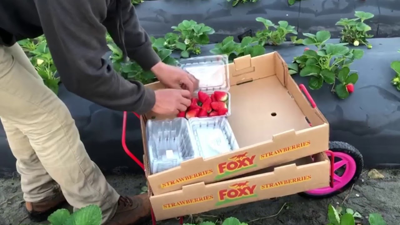 Enseñando a los nuevos Cómo empacar las fresas 😃👏👍🍓😋