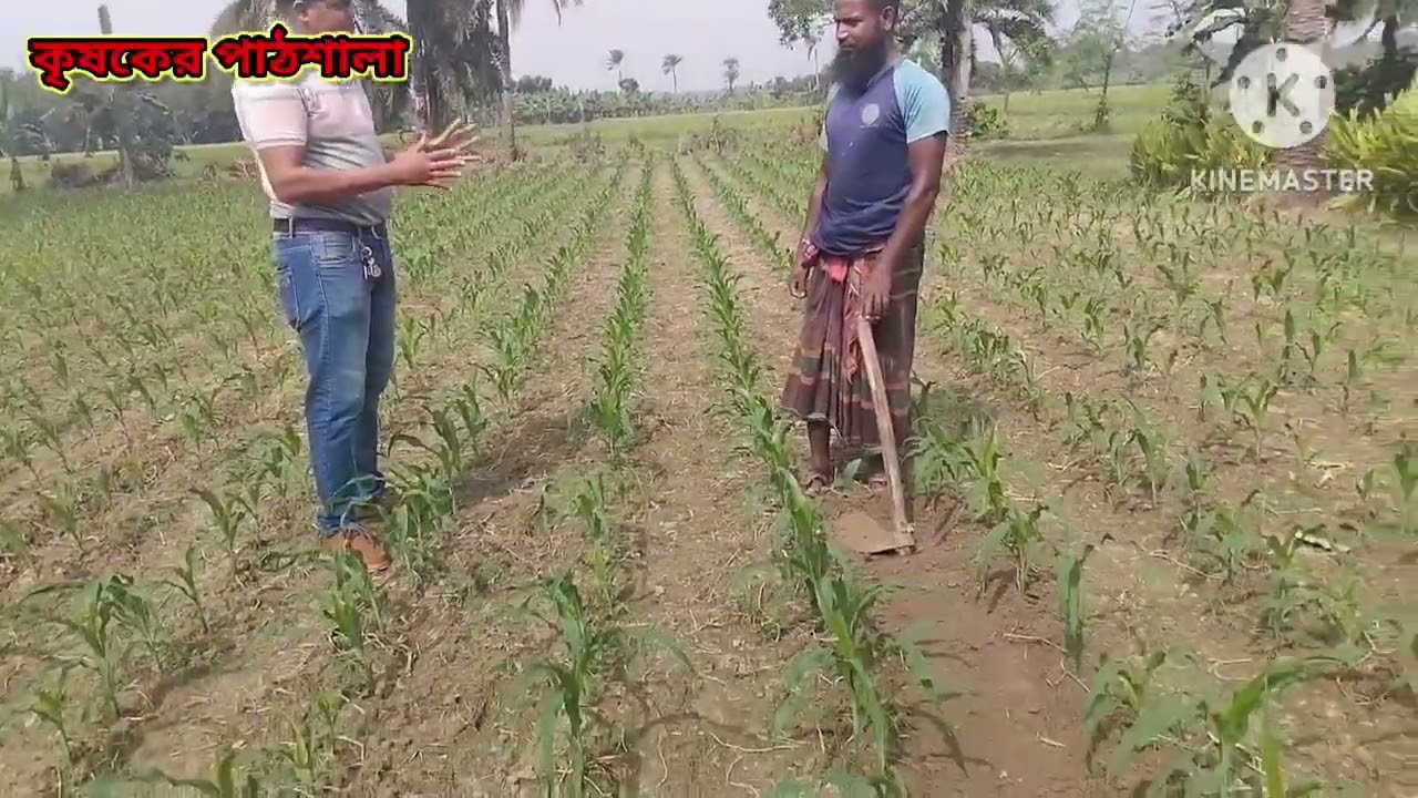 জেনে নিই ভুট্টা চাষ পদ্ধতি #agriculture #agriculturelife #agribusiness #agro #Agro
