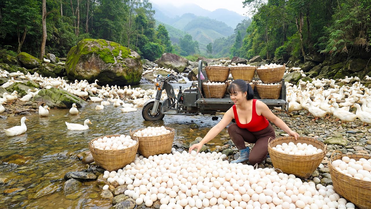 Harvesting 1000 Duck Eggs From Mountain Stream, Use Truck Transport Many Duck Eggs Go To Sell