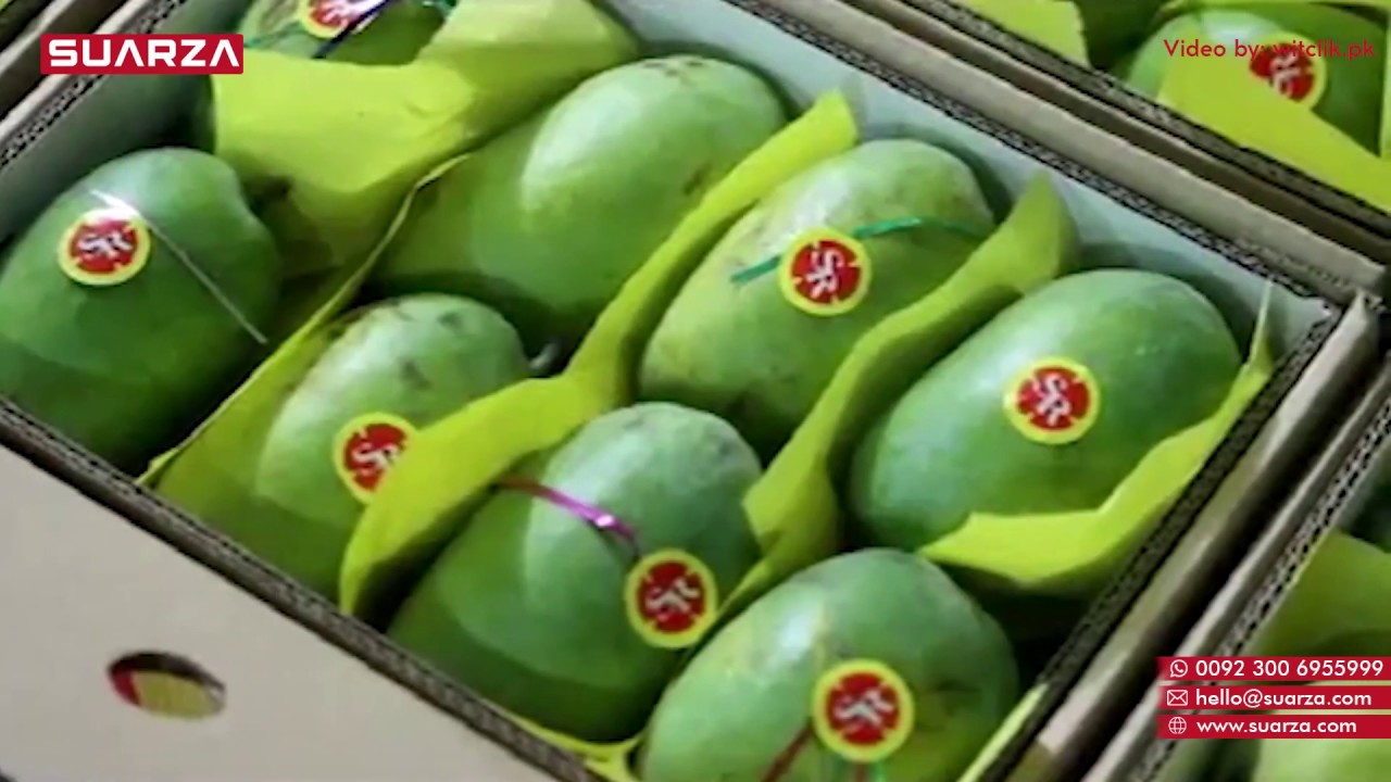 Mango Hot Water Treatment Plant in Pakistan | Mango Washing, Waxing Sorting and Processing | Suarza