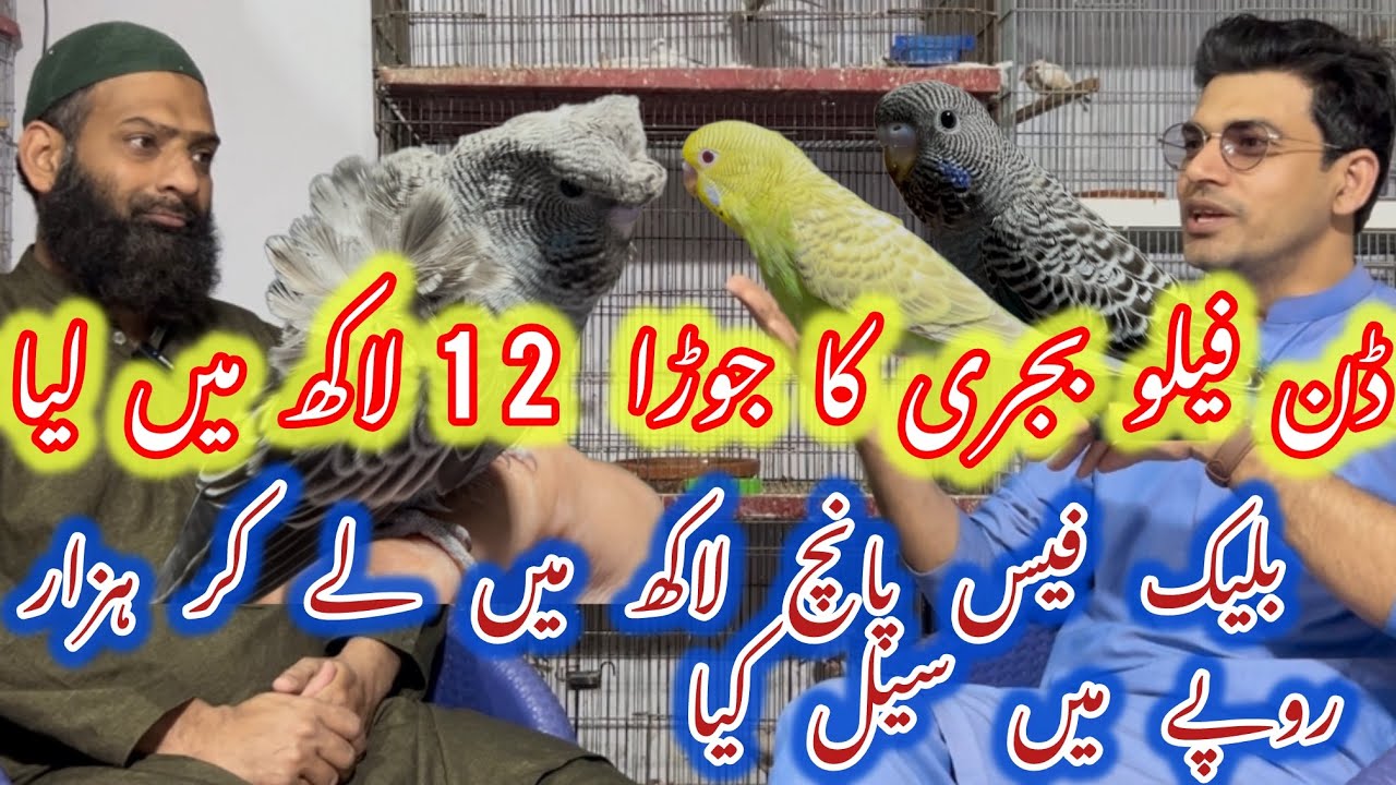 dun fallow blackface blackwing budgies budgies setup